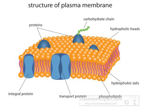 Science Clipart   structure of plasma membrane clipart ...