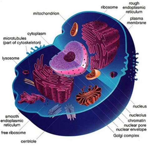 Science Information | Cellular Biology | Tech Hydra