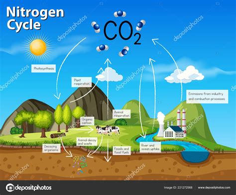 Science Nitrogen Cycle Co2 Illustration — Stock Vector ...