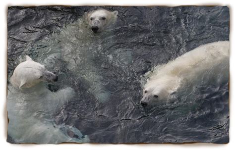 SCIENCE: San Diego Zoo Polar Bear Cam  LIVE  | Polar bear ...