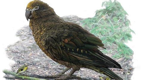 Scientists discover giant extinct parrot  Heracles inexpectatus  in ...