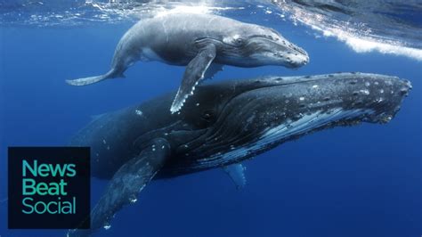Scientists Record Baby Humpback Whales  Whispering  to ...