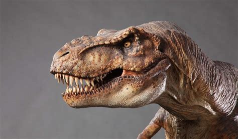 Scientists Say T Rex Was Pregnant, Fossils May Contain ...