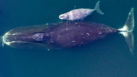 Scientists Sequence Genome of Bowhead Whale | Genetics ...