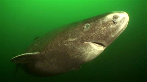 Scientists try to solve the mystery behind Greenland shark ...