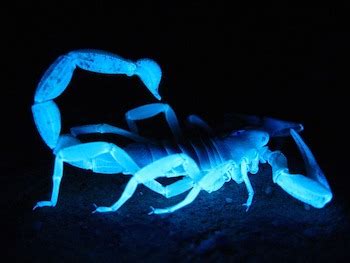 Scorpion Life Cycle: Lesson for Kids | Study.com