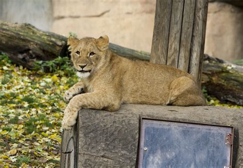 “Der König der Tiere“ ist zurück – Zoo Berlin