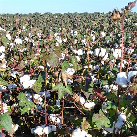 Se autoriza la comercialización de semilla de algodón en Clase ...