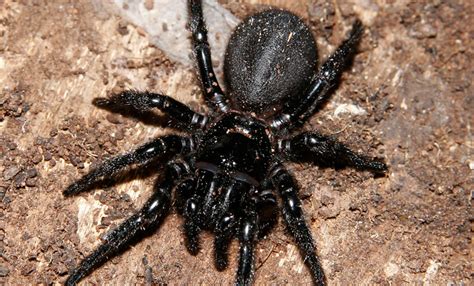 Se eriza la piel: el top 10 de las arañas más venenosas y ...