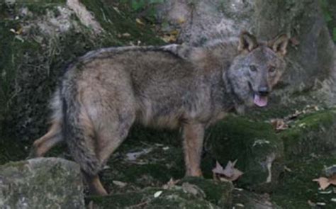 Se escapan dos lobos ibéricos del Zoo de Barcelona ...