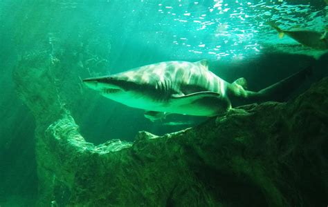 Se esconde en las afueras: Zoo Aquarium de Madrid: El Aquarium