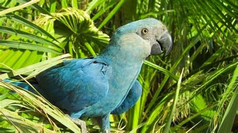 Se extingue ave azul que inspiró la película ‘Río’ | TVNotas ¡Irresistible!