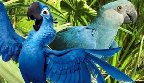 ¡Se extingue el ave azul de su hábitat natural! | La Verdad Noticias