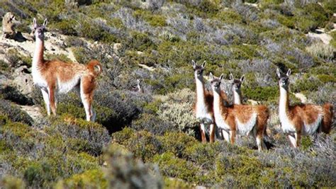 Se incrementa la presencia de animales autóctonos en Mendoza