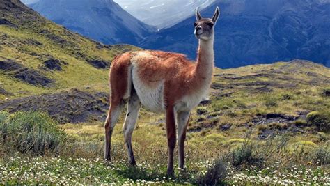 Se incrementa la presencia de animales autóctonos en Mendoza