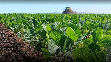 Se inició la siembra de 720.000 hectáreas con soja de primera en Entre ...