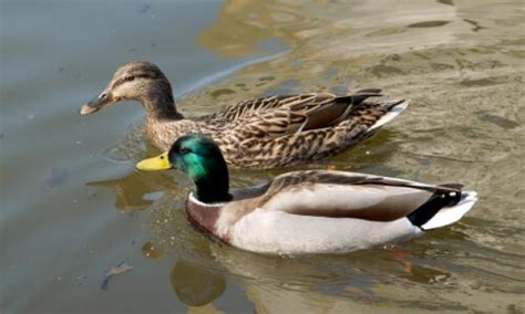 Se llevaron 12 patos y 4 gansos del Zoológico de Sáenz Peña | Diario Tag