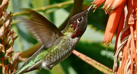 Se puede o no tener un colibrí en cautiverio