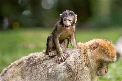 ¿Se puede tener un mono como mascota?   Normativa y detalles a considerar