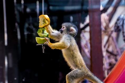 ¿Se puede tener un mono como mascota?   Normativa y detalles a ...