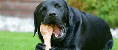 ¿Se pueden dar huesos a los perros?   Bekia Mascotas