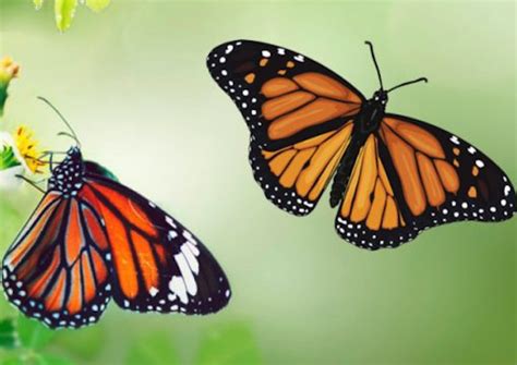 Se reduce a la mitad la población de las mariposas ...