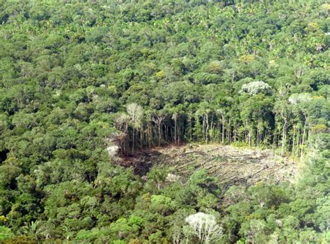 Se reduce la deforestación en la selva amazónica • Ecogestos