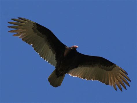 SE Texas Birding & Wildlife Watching: Vultures