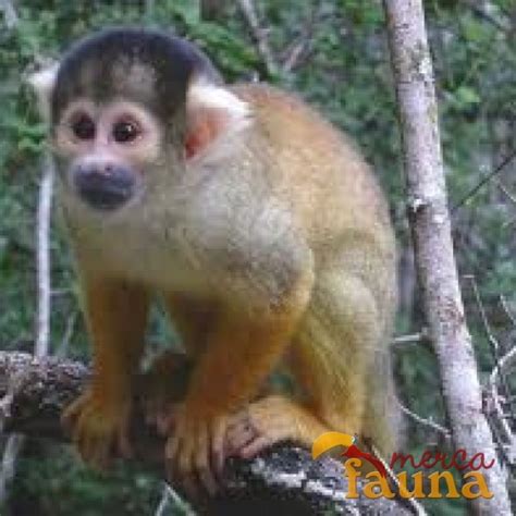 Se vende mono titi   Mercafauna   Compraventa de animales ...