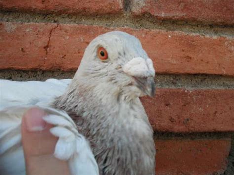 Se venden palomas jienenses por falta de espacio en ...