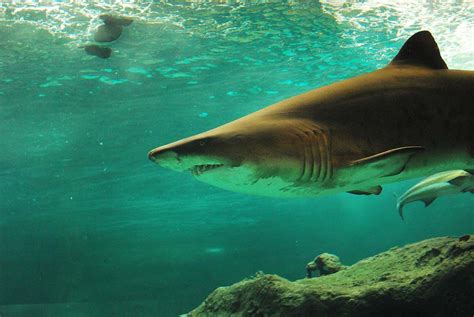 Sea Life Arizona Aquarium: free admission to Shark Week Blood