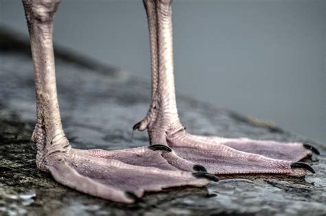 Seagull Feet Free Stock Photo   Public Domain Pictures