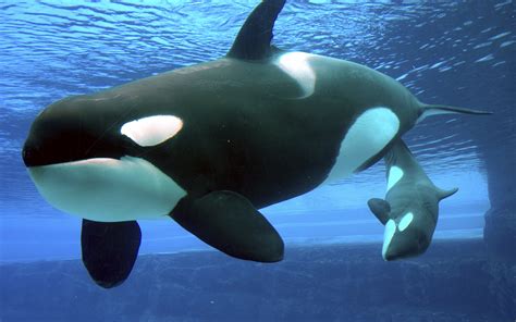 SeaWorld to end theatrical killer whale show   Good Things Guy
