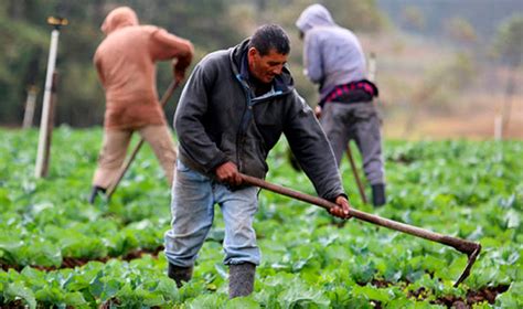 Sector agrícola de Honduras genera el 72% de exportaciones – EL PAIS