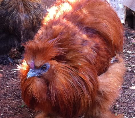 Sedosas Villa Arroyo: Foto para el recuerdo de mi Gallo Color Rojo ...