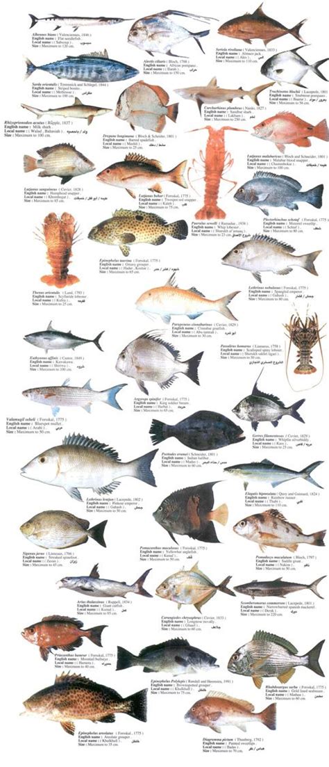 see fishes   Google Search | Fish | Sea fish, List of ...