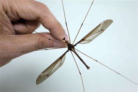 See the scary GIANT mosquitoes found in China ~ DNB Stories