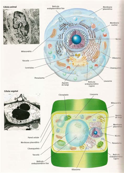 Según los principios de la teoría celular