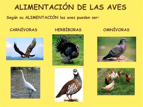 Según su ALIMENTACIÓN las aves pueden ser: ALIMENTACIÓN DE ...