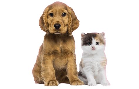 Seguros de mascotas | Seguro de perros y gatos | Caser