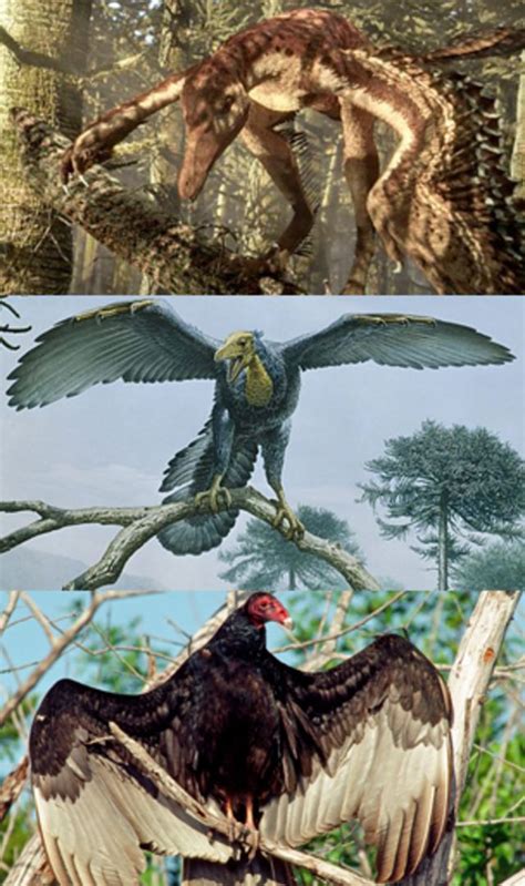 Seis cosas que quizás no sabía sobre los dinosaurios   BBC News Mundo