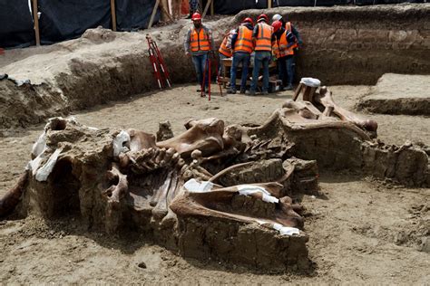 “El cementerio de mamuts más grande del mundo”: qué dicen los expertos ...