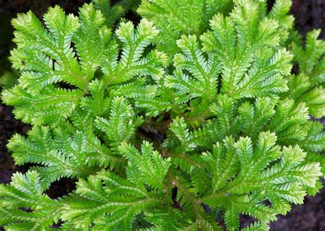 Selaginella species – Plant – Plantslive – Buy Plants ...