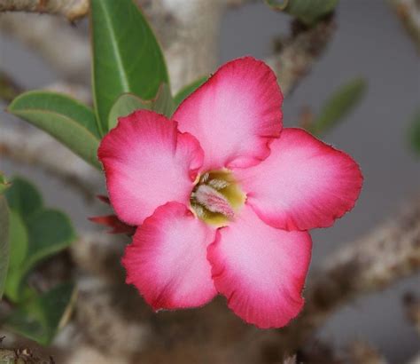 Selección de 7 flores tropicales para jardín o maceta