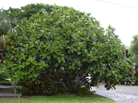 Selección de árboles de hoja perenne para tu jardín