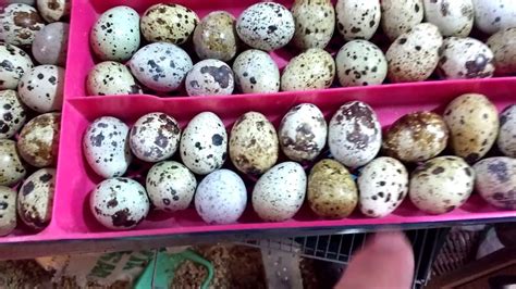 Selección de huevos para la incubación | Huevos, Huevos de codorniz ...