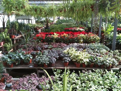 seleccion de plantas en vivero la facultad | Plantas, Jardines, Vivero
