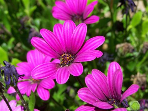 Selección de plantas para clima mediterráneo | Jardineria On