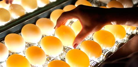 Selecciones Avícolas   Calidad del huevo: higiene en la ...