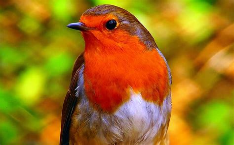 selectivo, foco, pájaro robin europeo, pecho rojo, común, naturaleza ...